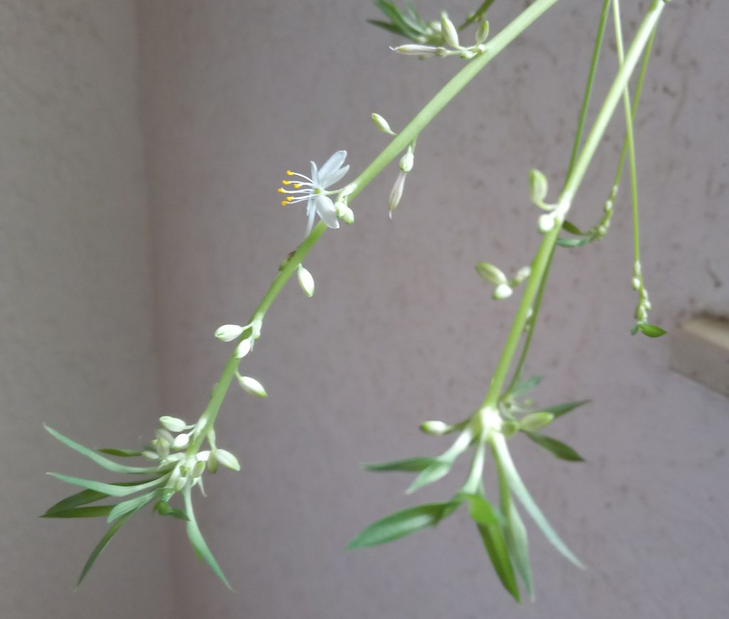 Grünlilie; Blüte und Knospen